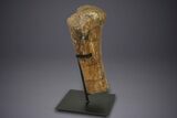 Fossil Sauropod (Camarasaurus) Humerus w/ Metal Stand - Colorado #350503-2